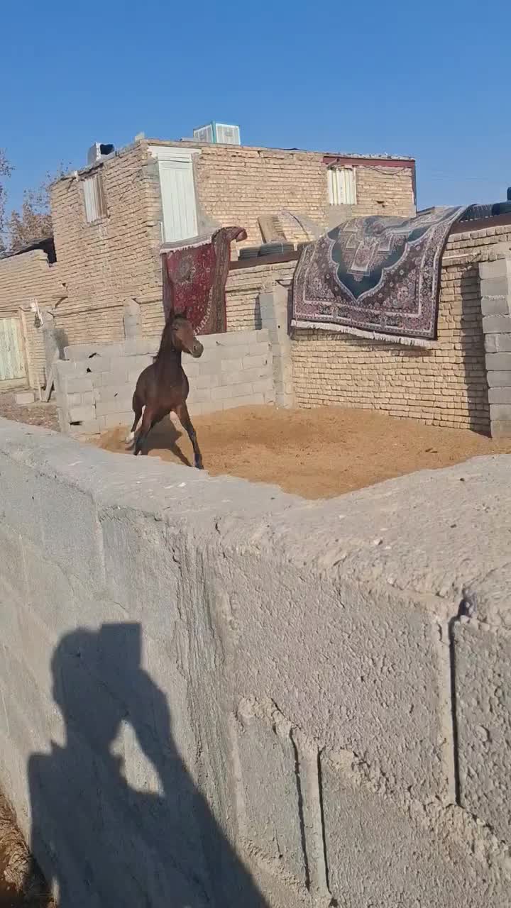 اسب.|اسب و تجهیزات اسب‌سواری|فلاورجان, |دیوار