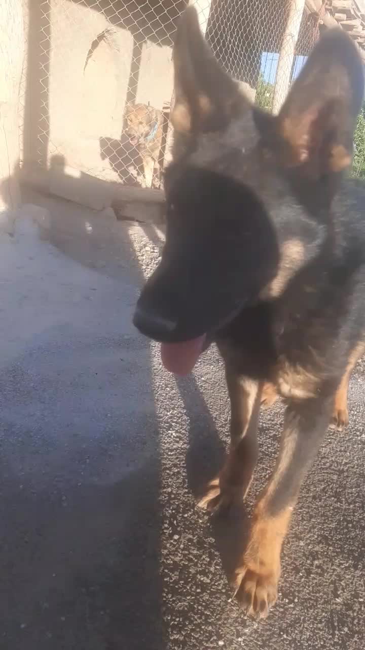 ژرمن شپر یازده ماهه|سگ|لالجین, |دیوار