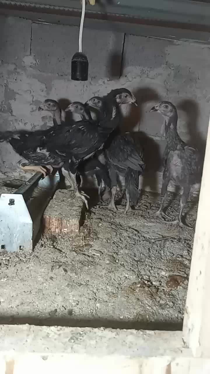 جوجه اوشامو|حیوانات مزرعه|اردبیل, |دیوار