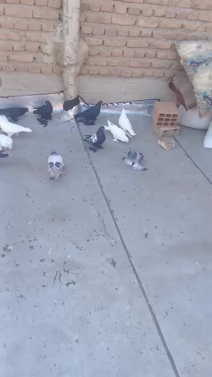 14تا کبوتر|پرنده|تبریز, |دیوار