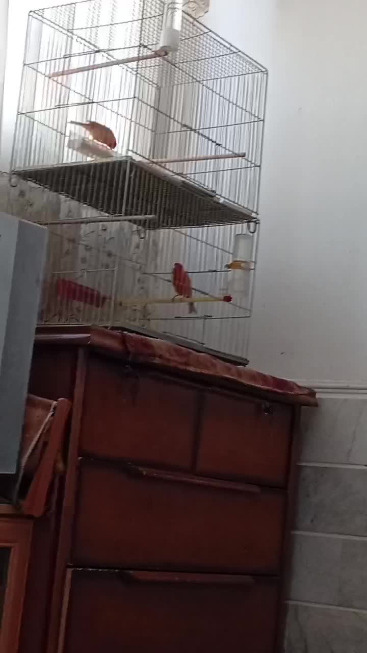 قناری|پرنده|اردکان, |دیوار