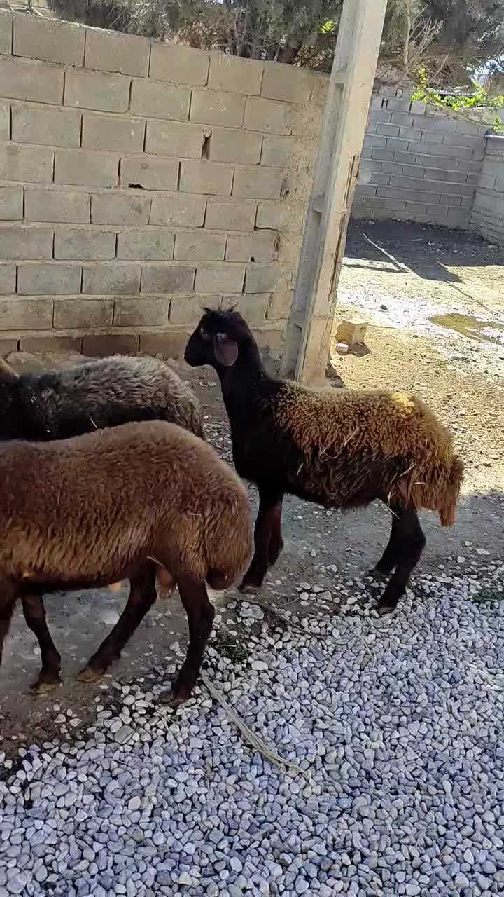 بره پای پروار|حیوانات مزرعه|کلاله, |دیوار