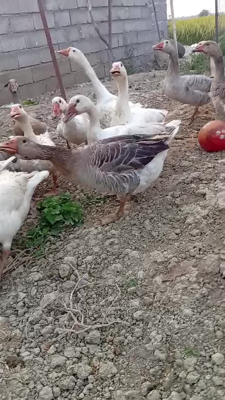 غاز محلی|پرنده|چمستان, |دیوار