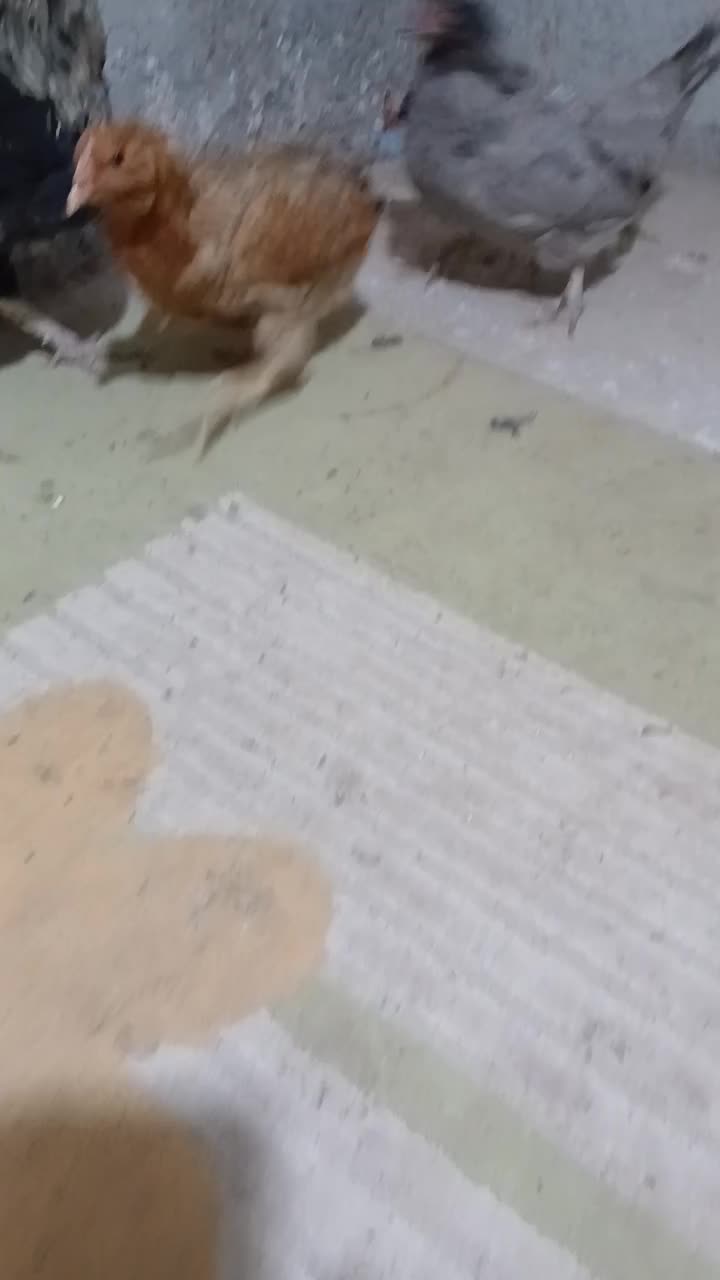 خروس|پرنده|سنندج, |دیوار