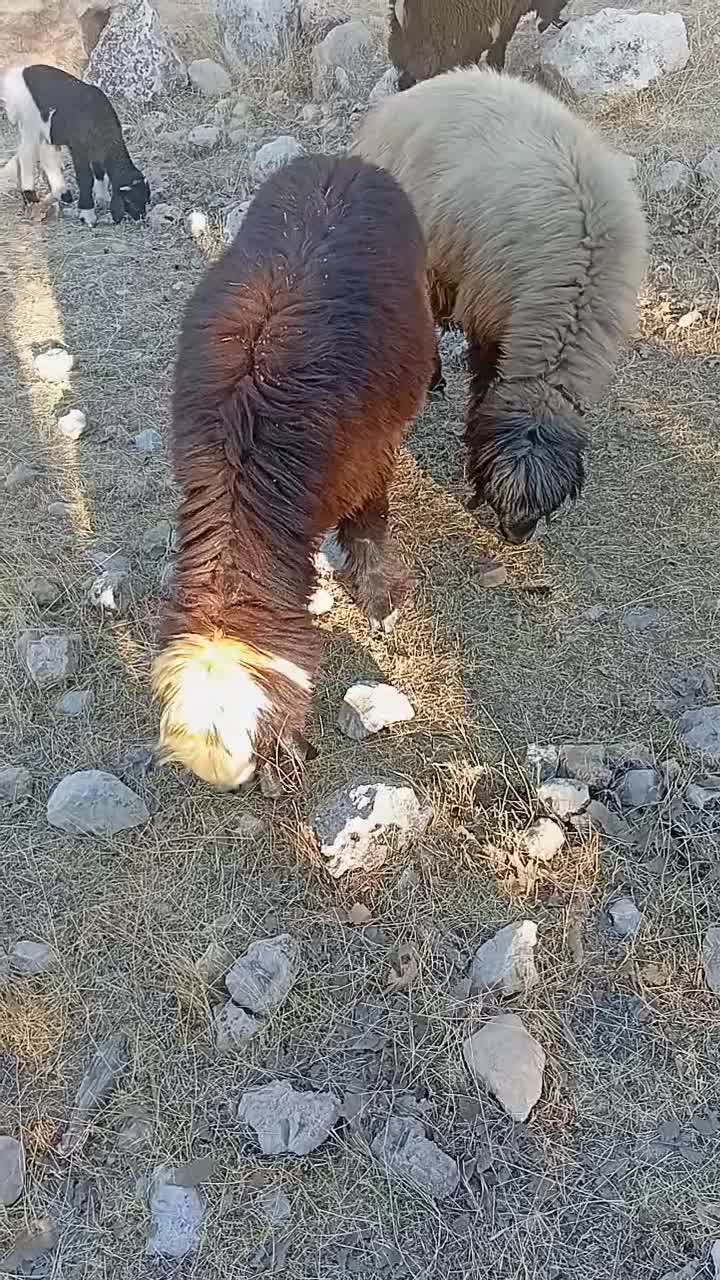 آدرس لالی|حیوانات مزرعه|لالی, |دیوار