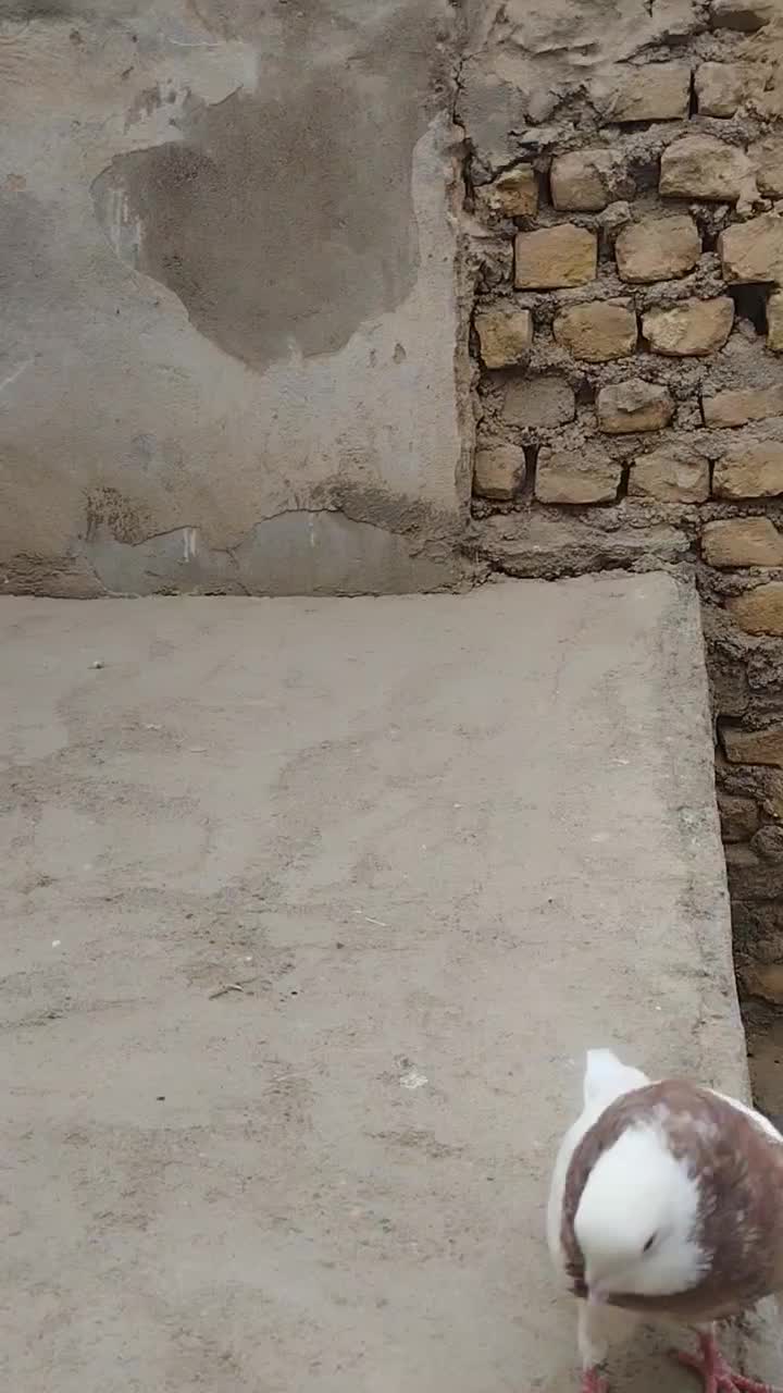 کفتر|پرنده|قاسم‌آباد (خواف), |دیوار