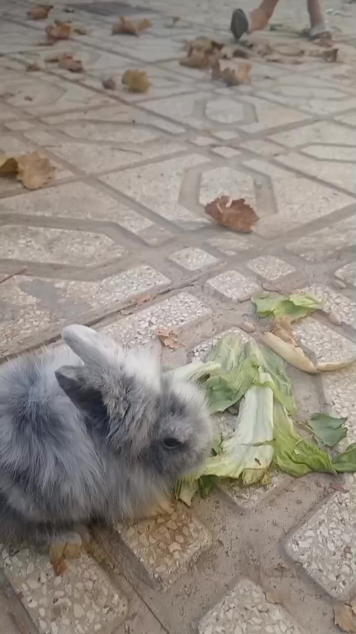 بچه خرگوش لوپ خوشگل|موش و خرگوش|سبزوار, قدس|دیوار