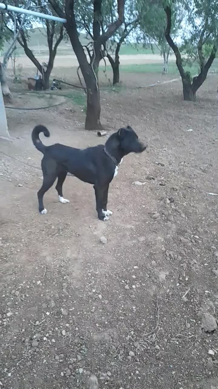 واگذاری سگ نگهبانی|سگ|زنجان, |دیوار