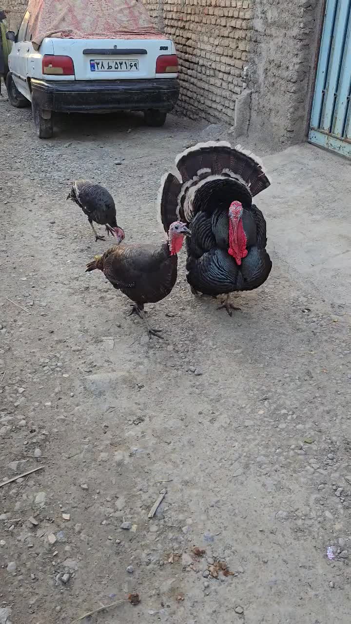 بوقلمون سنگین|حیوانات مزرعه|سرخنکلاته, |دیوار