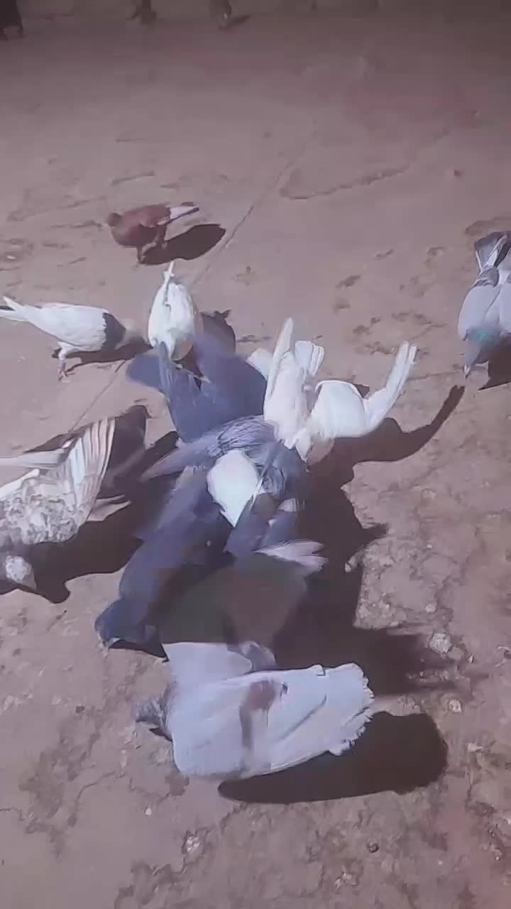 ۱۳تاکفترکاشمر بشرط|پرنده|کاشمر, |دیوار