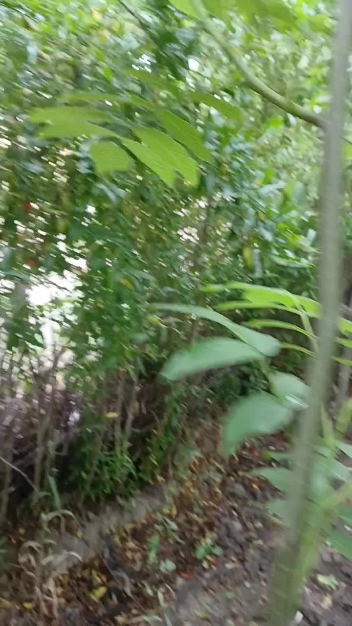 پیش فروش نهال گردو اسراییلی|گل و گیاه طبیعی|فاضل آباد, |دیوار