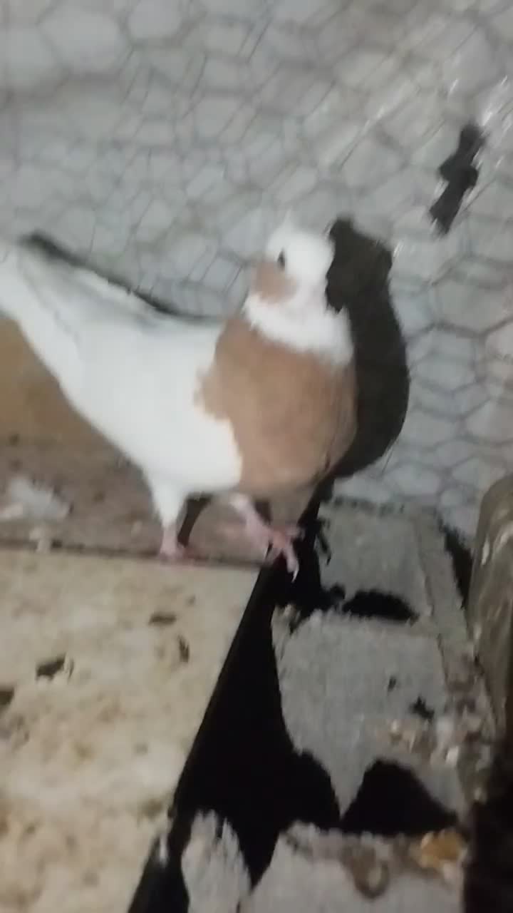 جفت طوقی گوشواری بدون قلط|پرنده|نورآباد ممسنی, |دیوار