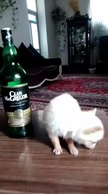 سگ جیبی فنجونی شیواوا|سگ|قائم‌شهر, |دیوار