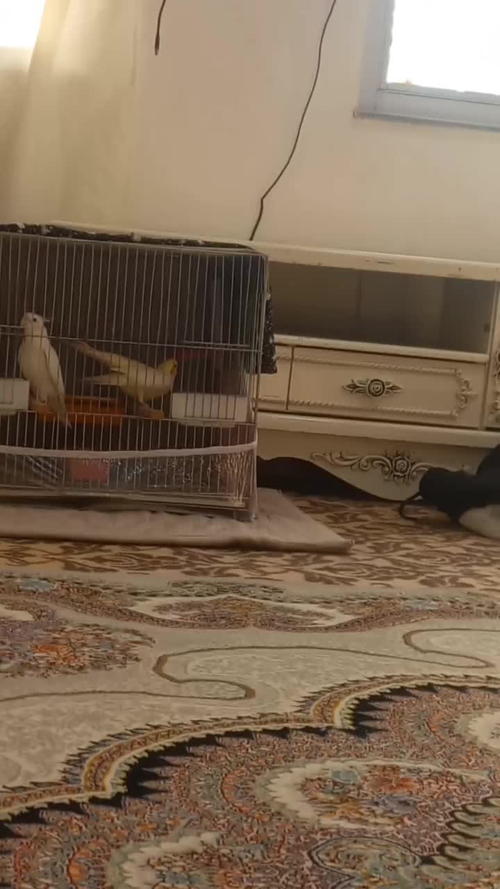 عروس هلندی|پرنده|اردبیل, |دیوار