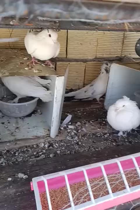 کبوتر|پرنده|دهاقان, |دیوار