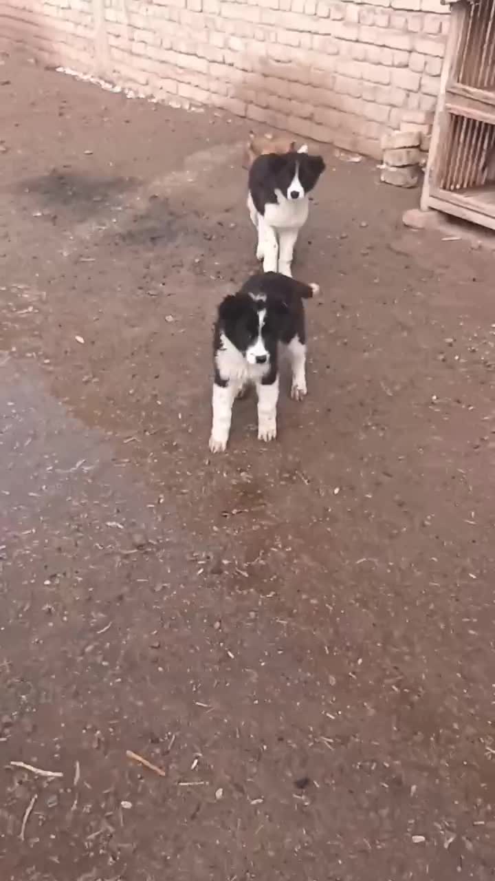 توله سگ|سگ|سلفچگان, |دیوار