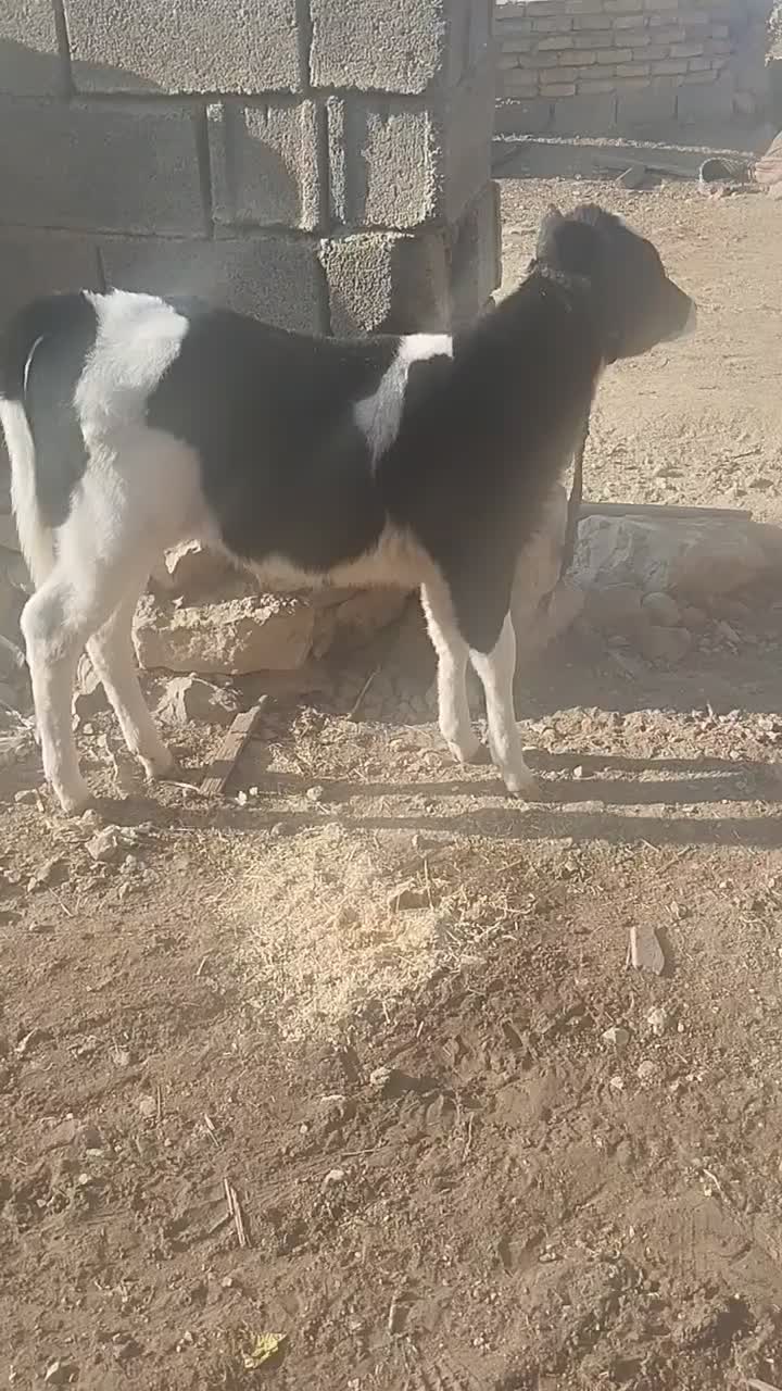 گاو گوساله دورگ|حیوانات مزرعه|ارژن, |دیوار