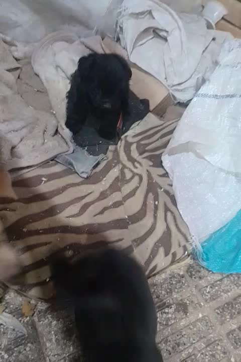 سگ شیتزو|سگ|سبزوار, مدرس|دیوار