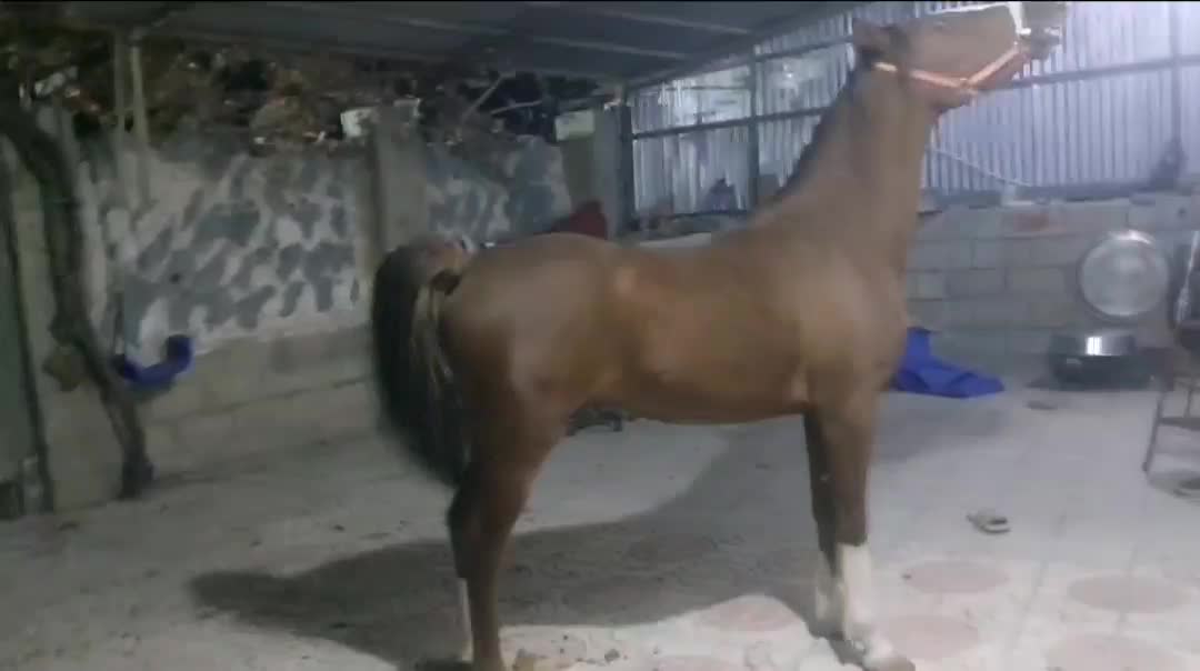 کره اسب نر سالار ۲|اسب و تجهیزات اسب‌سواری|یاسوج, |دیوار