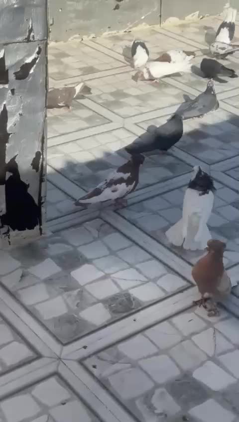 کبوتر کلکسیونی و پرشی درجه یک|پرنده|سردشت, |دیوار