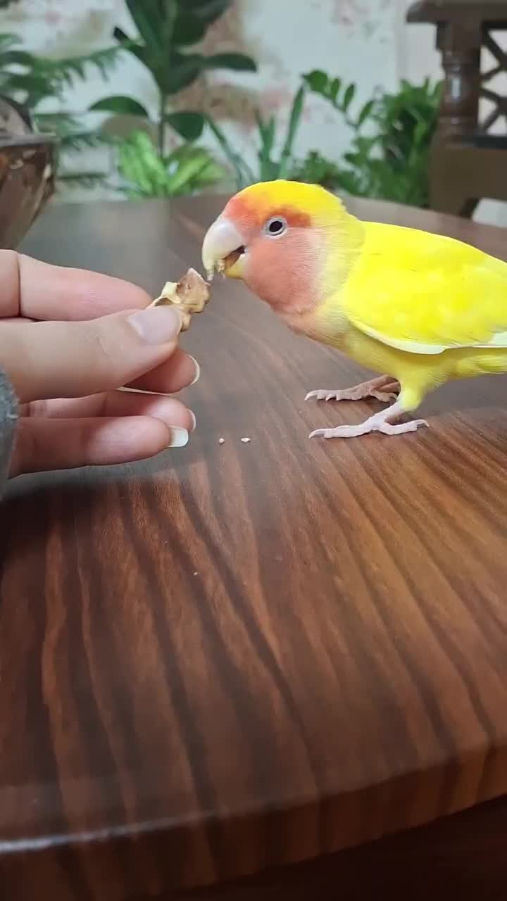 طوطی برزیلی ماده همراه قفس|پرنده|تهران, پرستار|دیوار