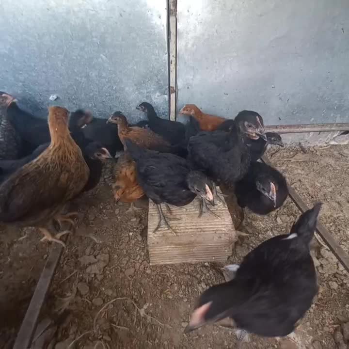 جوجه|پرنده|نجف‌آباد, گلدشت|دیوار