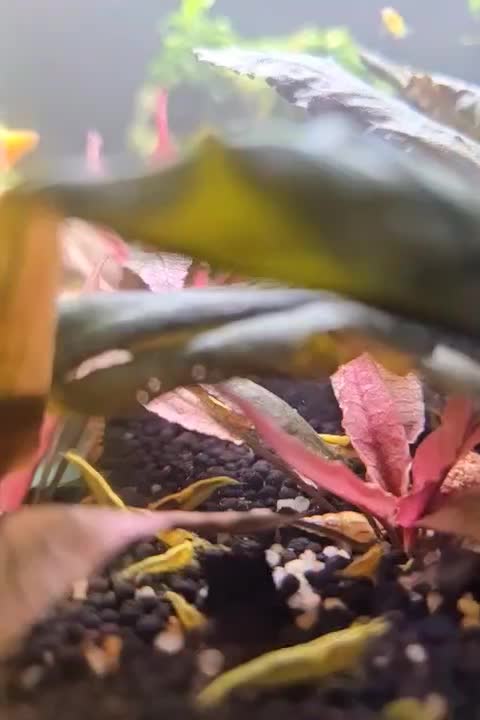 شریمپ یلو گلدن|ماهی|بندرعباس, |دیوار