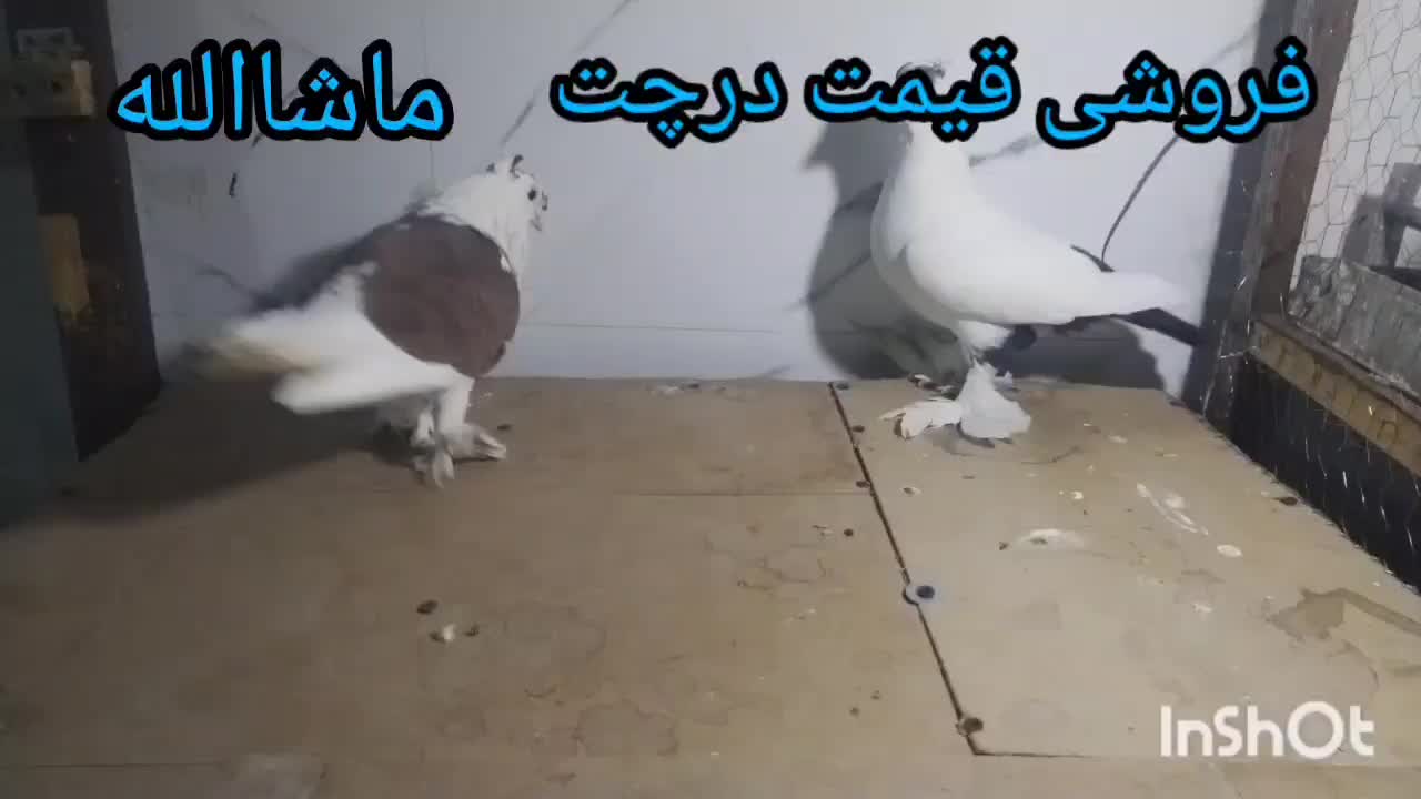 دانه خوری پرنده|لوازم جانبی حیوانات|گناباد, |دیوار