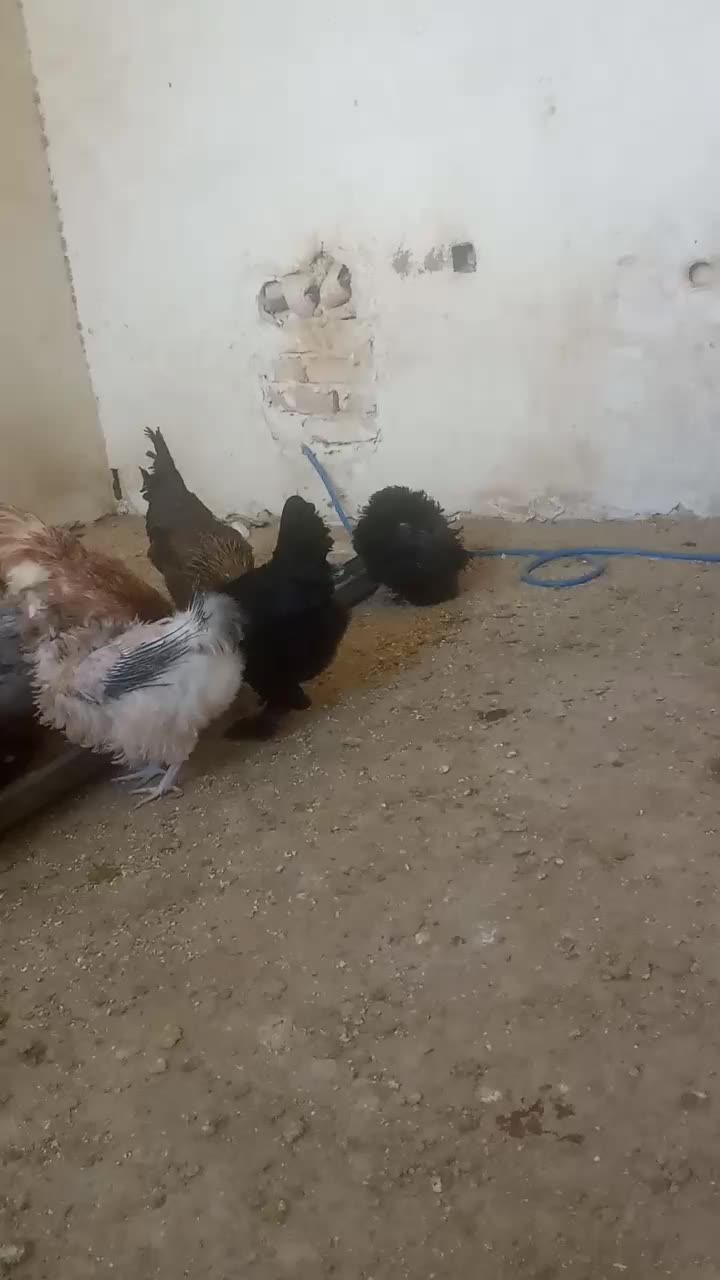 مرغ تخمی|حیوانات مزرعه|کاشان, حسن آباد|دیوار