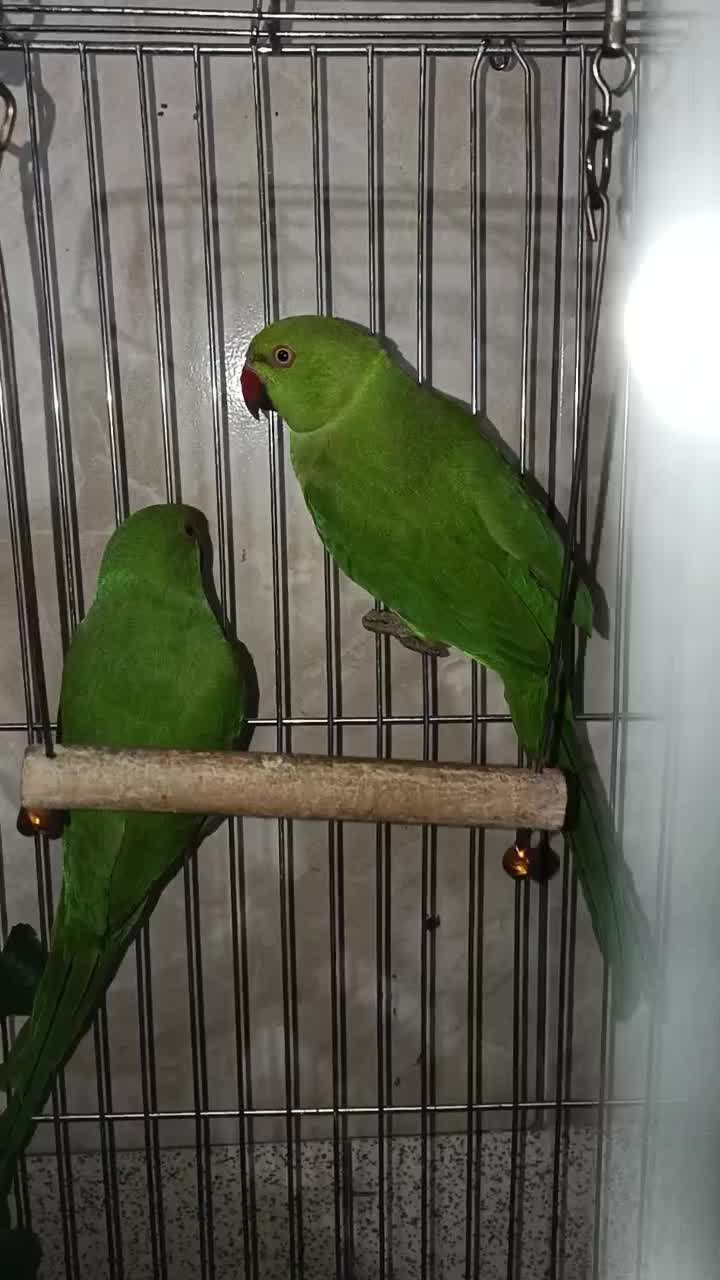 ط و|پرنده|یاسوج, |دیوار