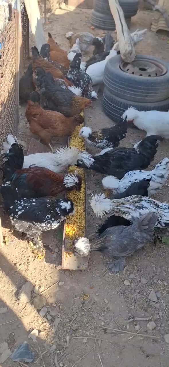 فروش مرغ و خروس سلطان تخم نطفه دار|حیوانات مزرعه|پاکدشت, حصار امیر|دیوار