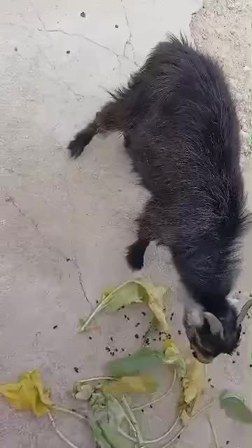 کهره|حیوانات مزرعه|گله دار, |دیوار