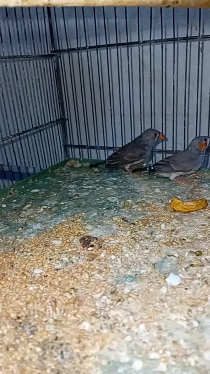 بلدرچین مینیاتوری|حیوانات مزرعه|حمیدیا, |دیوار