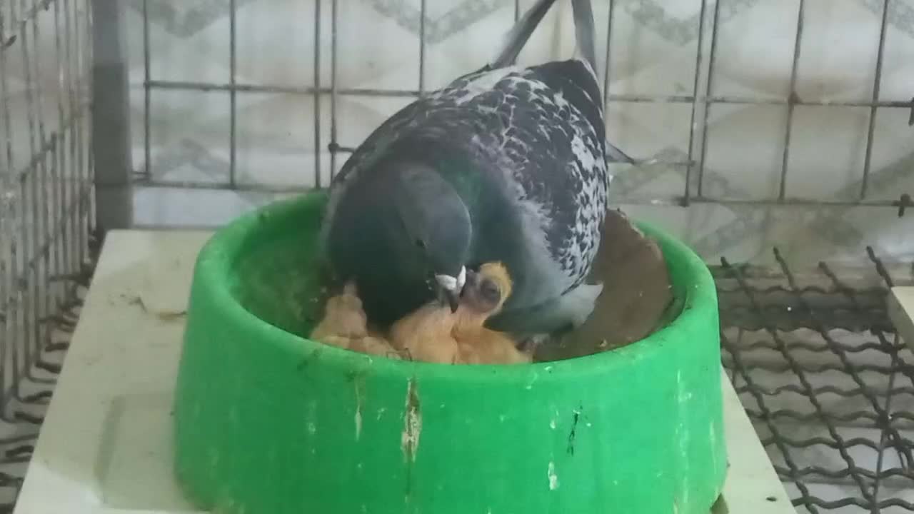 کبوتر|پرنده|اهواز, کمپلو جنوبی|دیوار