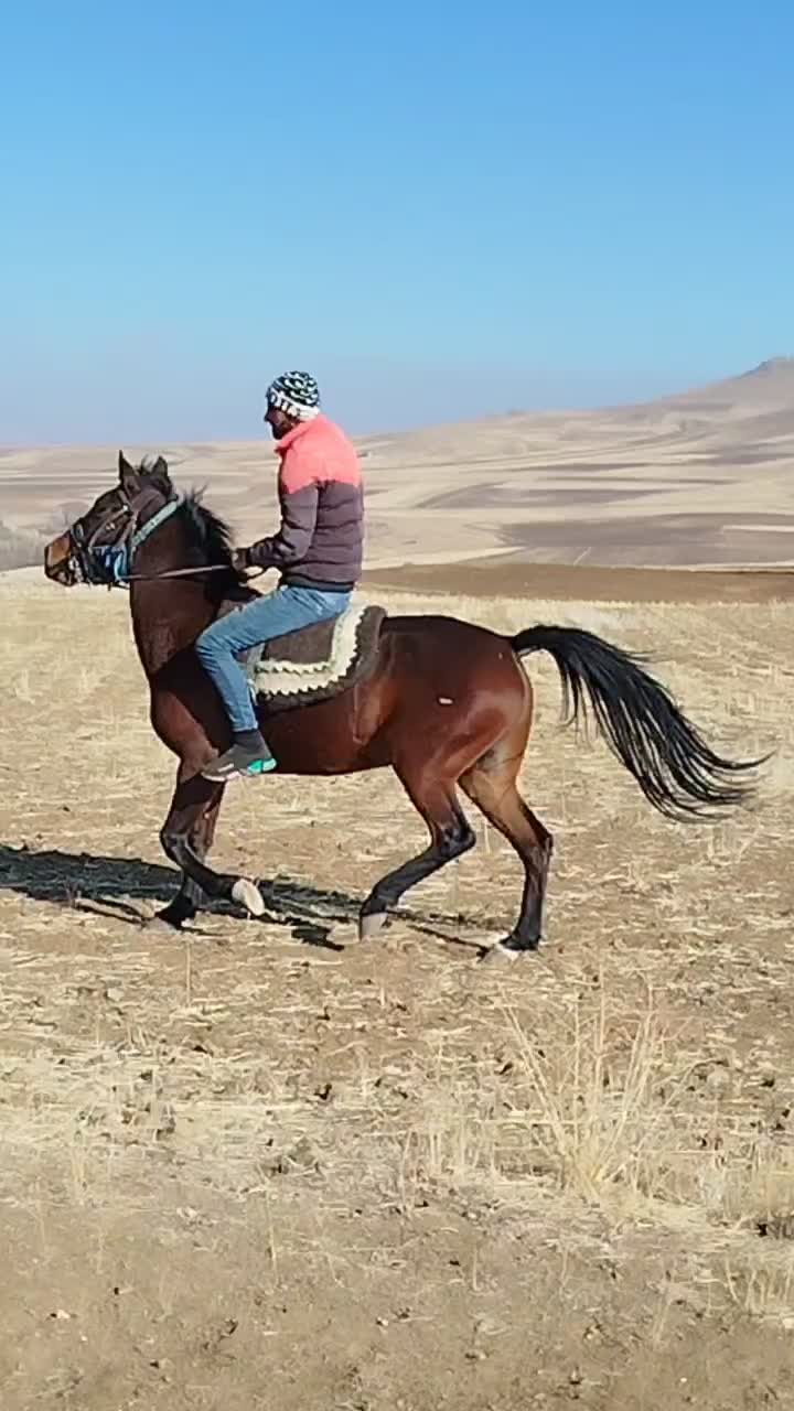 اسب مادیان کرد یورقه|اسب و تجهیزات اسب‌سواری|تیکمه داش, |دیوار