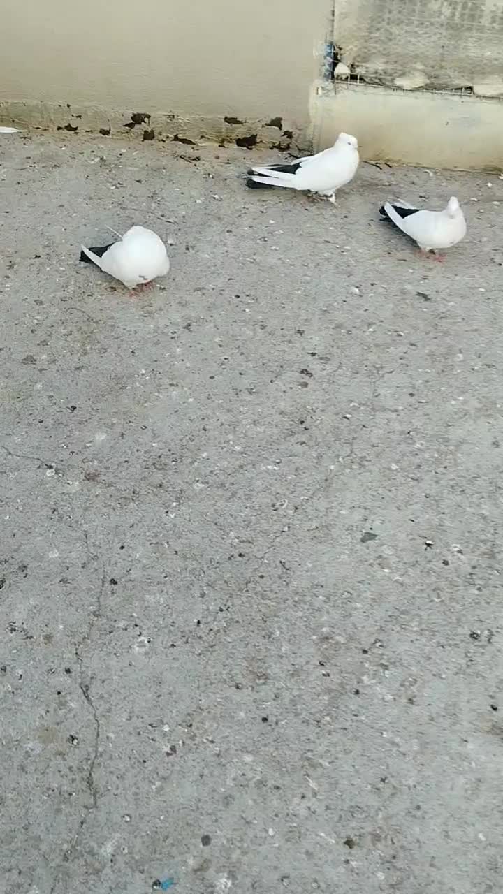 کبوتر|پرنده|میانه, |دیوار