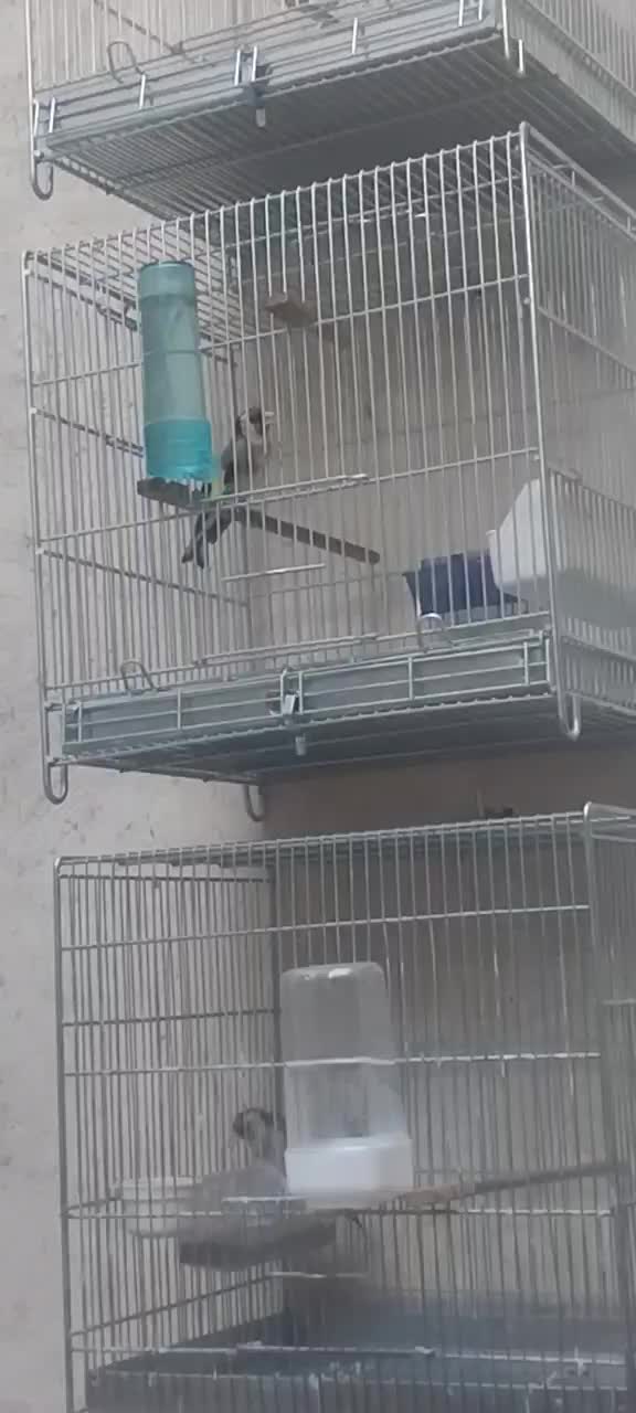 سهره جفتی کت باز کن و قرص بخون|پرنده|تهران, خاوران|دیوار