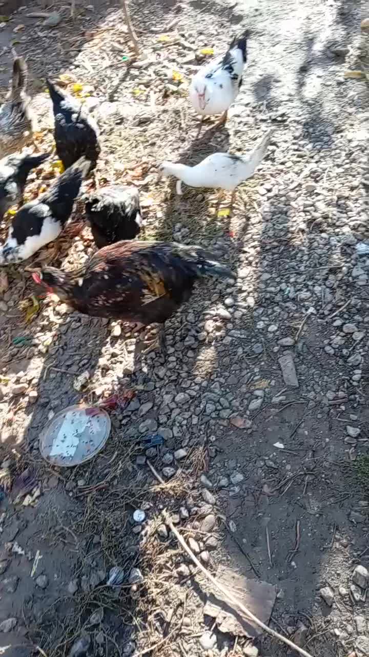 اوردک روسی نقراه ای و سفید سیاه|حیوانات مزرعه|سیلوانه, |دیوار