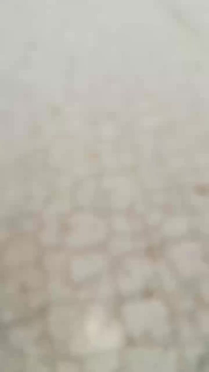 گوسفند نژاددار. قـوچ بـره چالـی|حیوانات مزرعه|زارچ, |دیوار