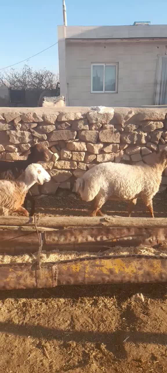 بره ماده دجه یک خوش ذات|حیوانات مزرعه|عطاملک, |دیوار