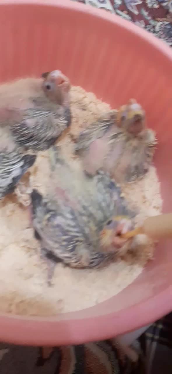 جوجه عروس هلندی و بالغ و مرغ عشق|پرنده|بندر انزلی, پیل علی باغ|دیوار