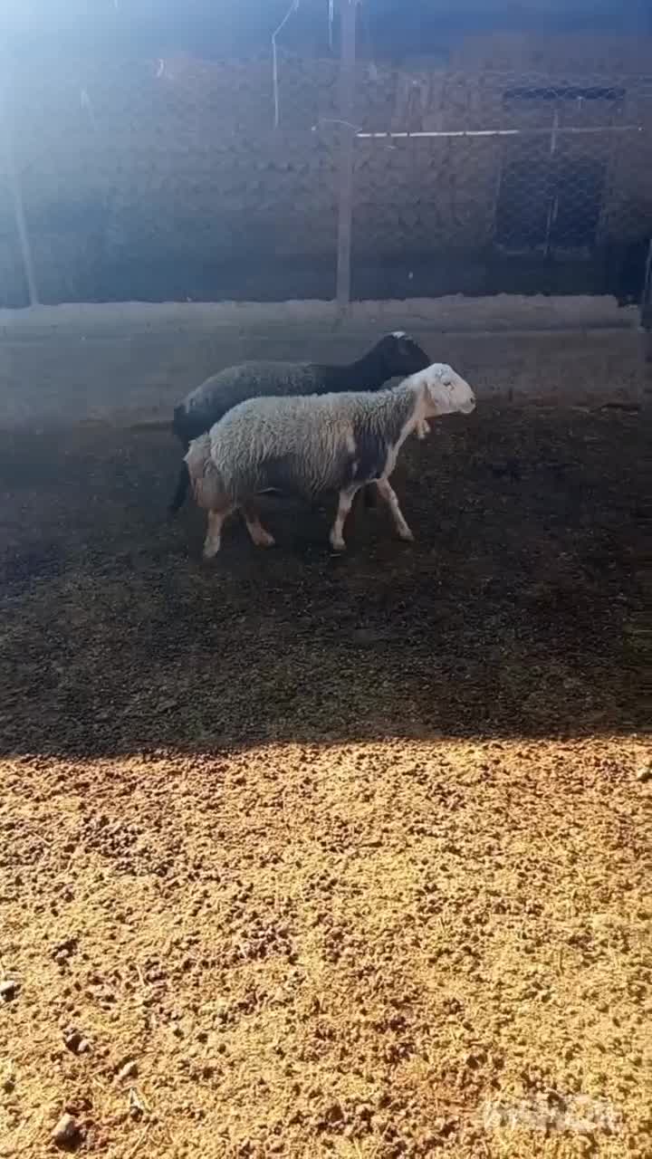 سلام دوعدمیش ابستن|حیوانات مزرعه|کوهدشت, |دیوار