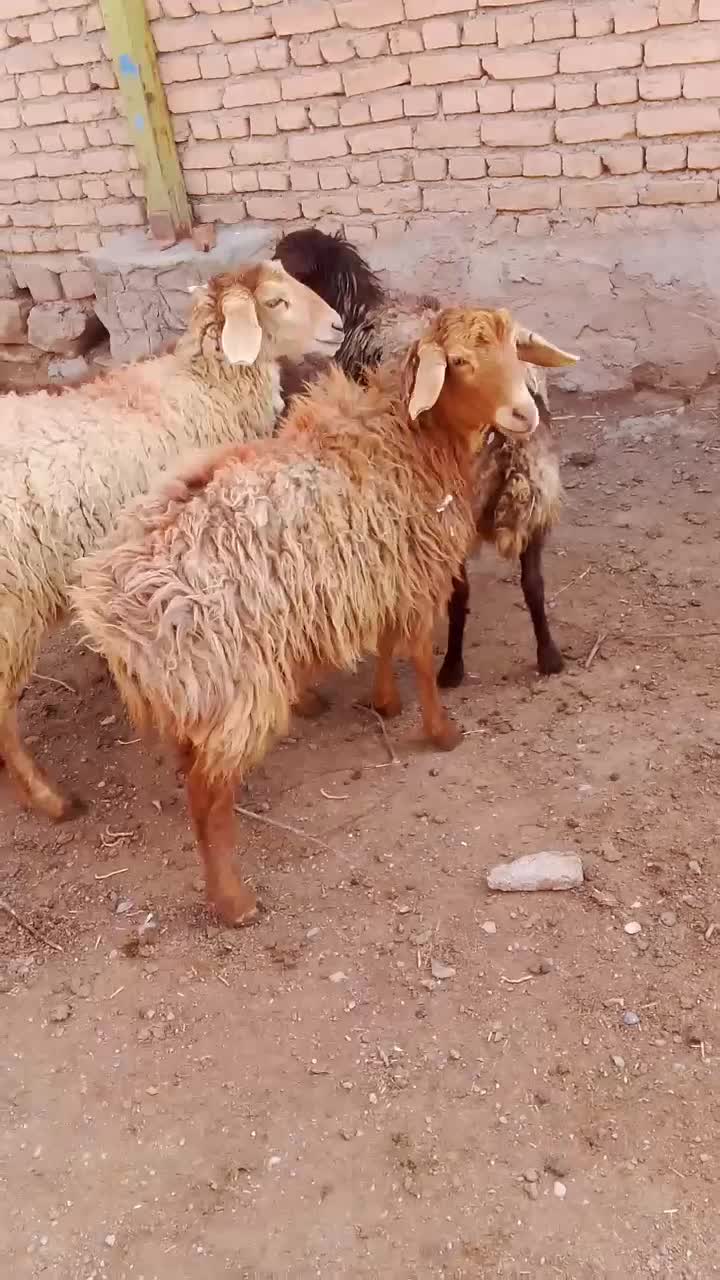 بره‌ماده|حیوانات مزرعه|رادکان, |دیوار