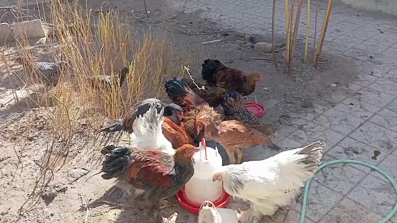 مرغ و خروس زینتی|حیوانات مزرعه|مشهد, صیدآباد|دیوار