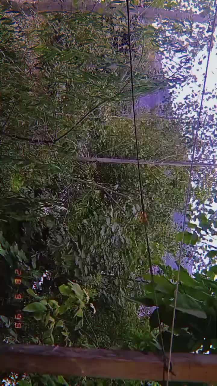 سوئیت خانه ویلایی چشم انداز جنگل ۱۰۰متر|اجارهٔ کوتاهمدت آپارتمان و سوئیت|علیآباد کتول, |دیوار