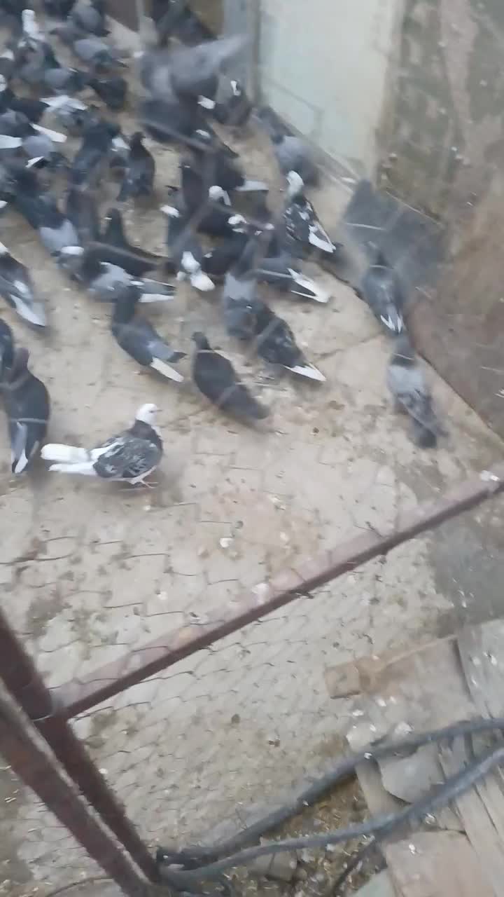 نباتی|پرنده|ساروق, |دیوار