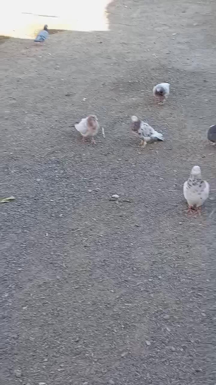 درود خدمت تمام عشق بازان عزیز|پرنده|سبزوار, قصبه شرقی|دیوار