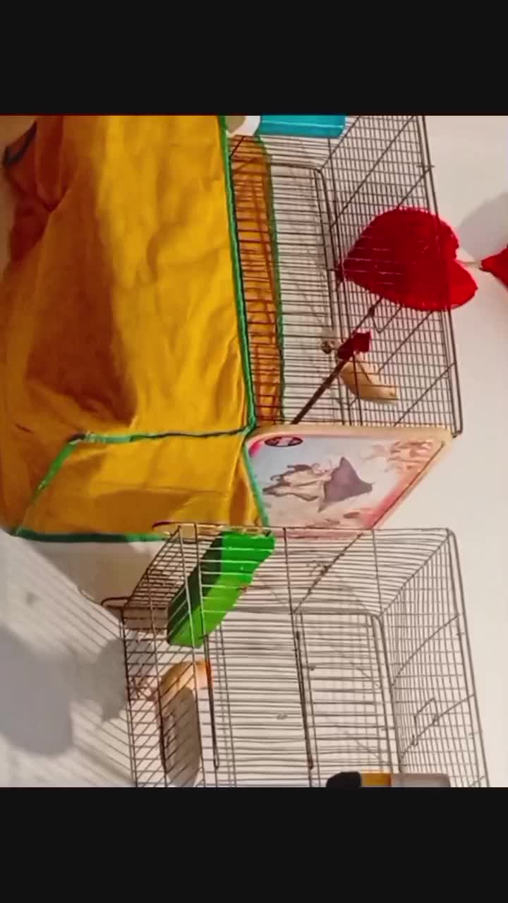 جفت موزاییکی(حمیدیه)|پرنده|حمیدیه, |دیوار