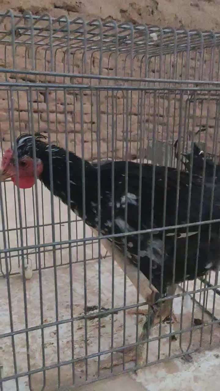 خروس گلین و بومی|حیوانات مزرعه|شاهینشهر, گرگاب|دیوار