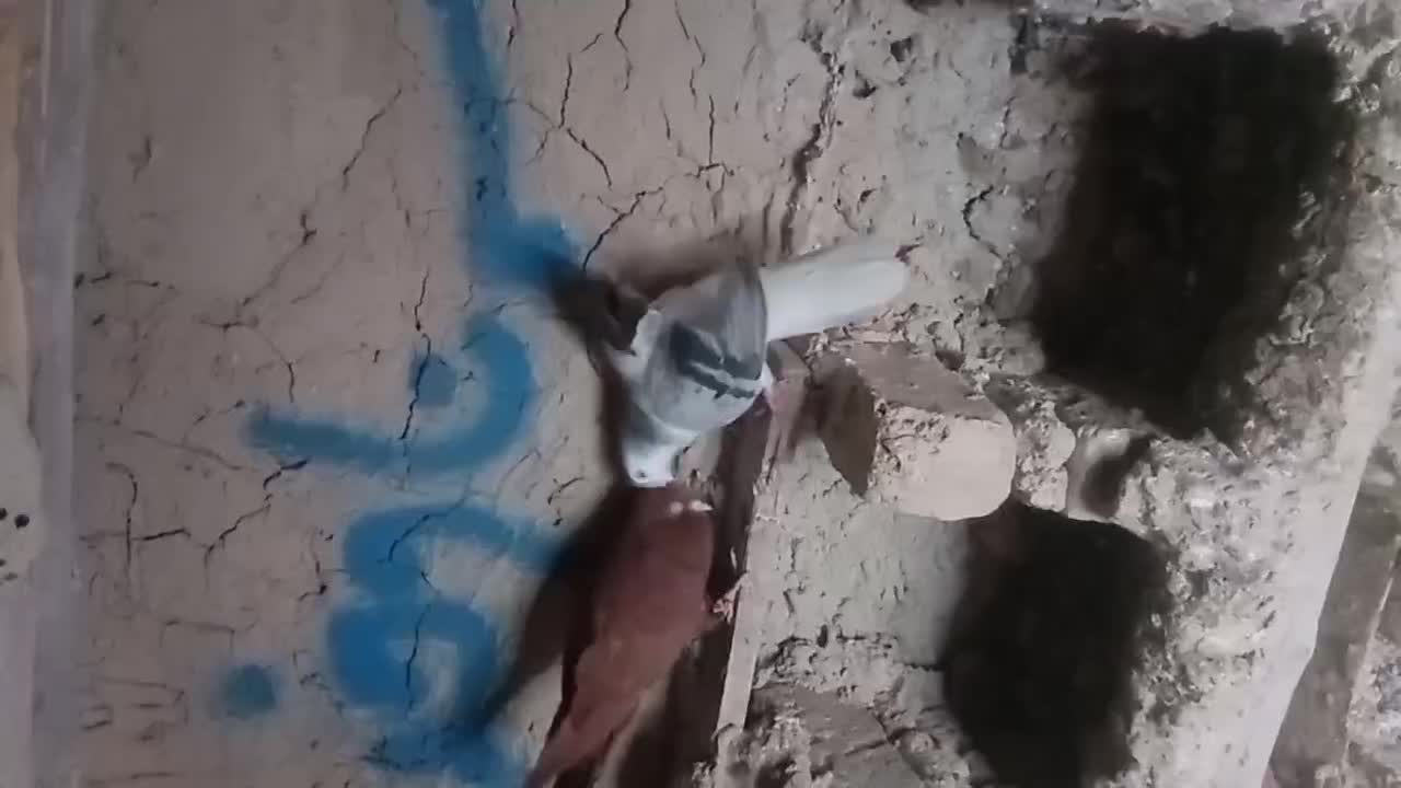 کفتر|پرنده|قوچان, |دیوار